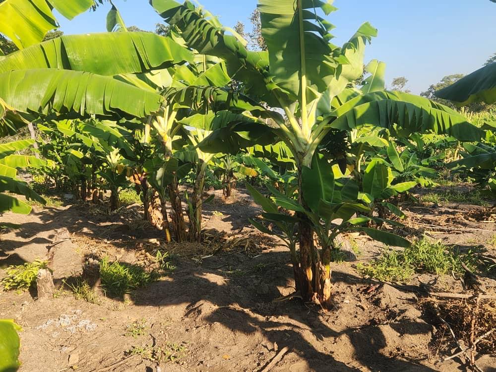 The banana plantation reaches the field