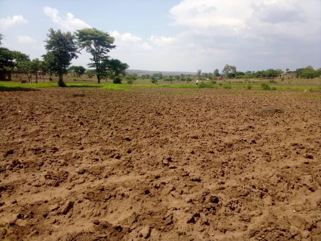 Planting begins as the rains return