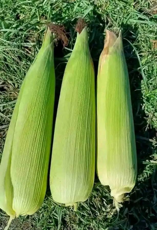 Green maize cobs growing on the stalk at Nyaluwe Farms