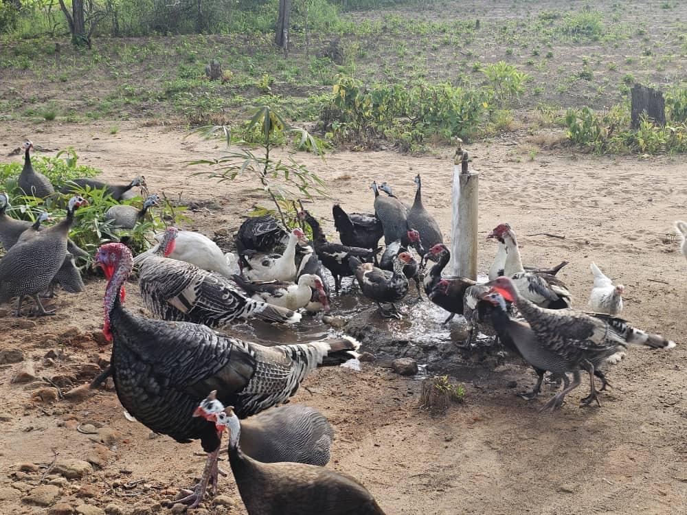 Guineele, peacocks and chickens gathered around the water tap