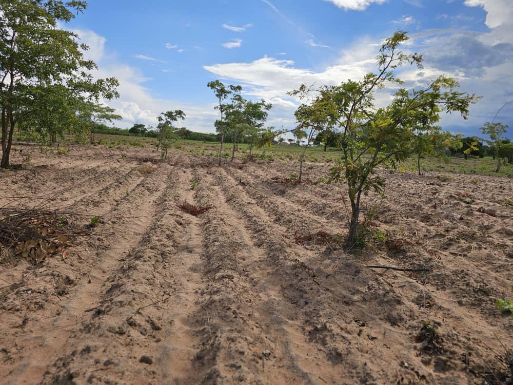 Freshly ploughed farmland ready for planting at Nyaluwe Farms in Samwiri Village, Bulala
