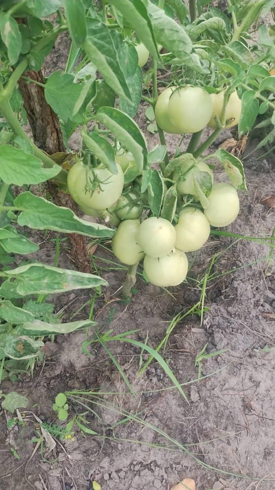 Unripe green tomatoes hanging on the plant