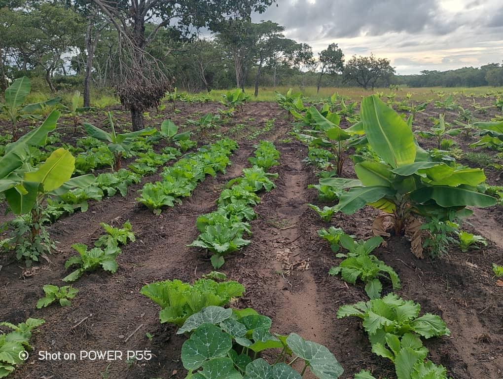 Vegetables intercropped within a banana plantation at Nyaluwe Farms