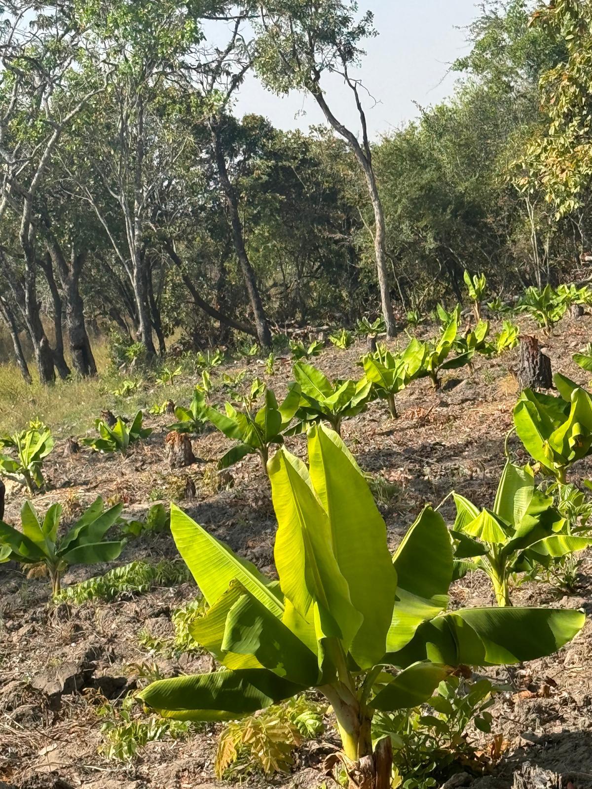 Rows of young banana plants spreading across the Nyaluwe Farms plantation in Samwiri Village, Bulala in Mzimba District, Malawi